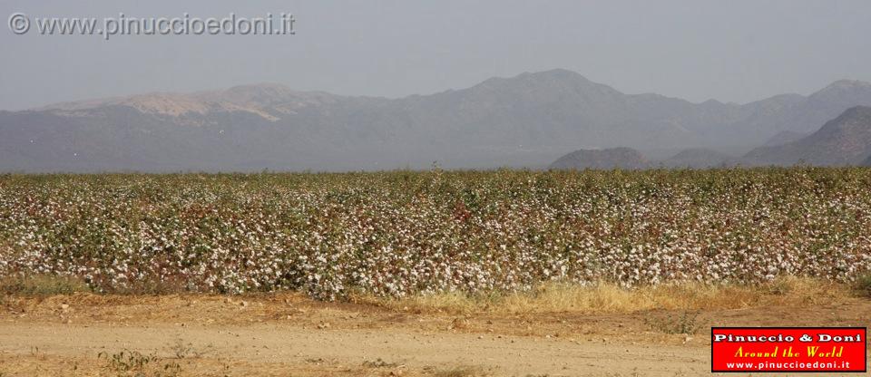 Ethiopia - 866 - campo di cotone.jpg